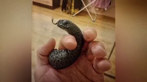 Орёл из скульптурного пластелина