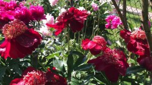 人见人爱、仙气十足、奇特的芍药Sword Dance Peony