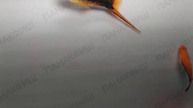 Меченосец тукседо красный (Xiphophorus helleri) смотреть онлайн