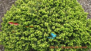 Ель обыкновенная Литл Джем (picea abies little gem) ? обзор: как сажать, саженцы ели Литл Джем