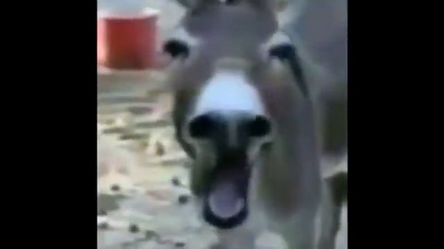 Осел Ржет смотреть онлайн