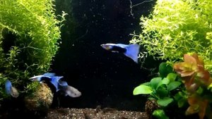 Гуппи Блю Неон Guppy Blue Neon
