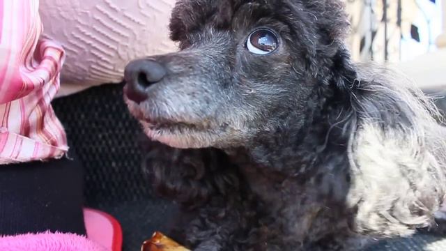 Toy Poodle and Bone | Той Пудель и Кость