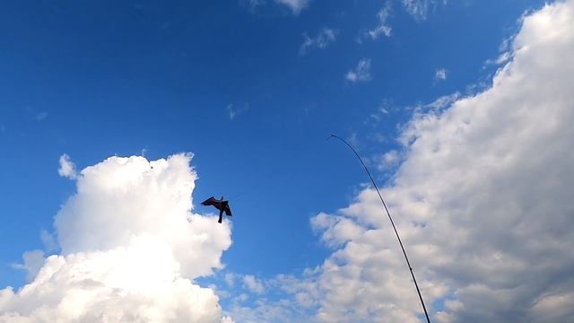 Как защитить урожай от птиц смотреть онлайн