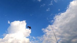 Как защитить урожай от птиц