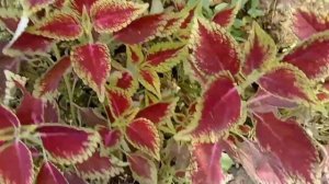 Coleus Plant Varities in malayalam.