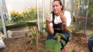 ОГУРЕЦ 4 кг ! Как мы вырастили армянский огурец со вкусом дыни. Что из него приготовить.Урожай 2020