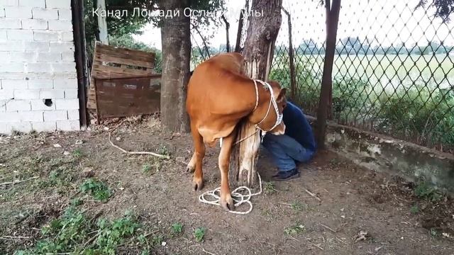 Поговорим о признаках отёла у коровы// как понять что корова собралась рожать ??!!? смотреть онлайн