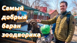 ЗООДВОРИК ДЛЯ ВСЕХ / КОРМИМ И ГЛАДИМ ЖИВОТНЫХ / ЕЖЕДНЕВНЫЙ СЕМЕЙНЫЙ ВЛОГ - DAILY FAMILY VLOG