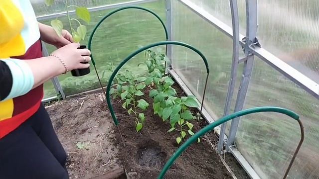 посадка болгарского сладкого перца в теплицу. смотреть онлайн