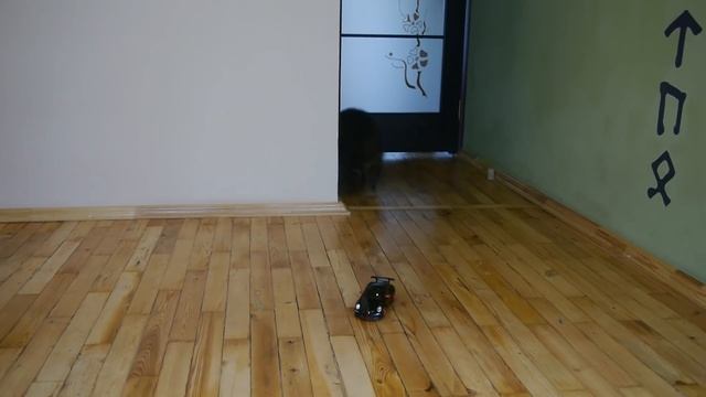 РЕАКЦИЯ на ЖИВУЮ РЫБУ ЕНОТА ХАЙПА и КОТА ШТИРЛЕЦА смотреть онлайн