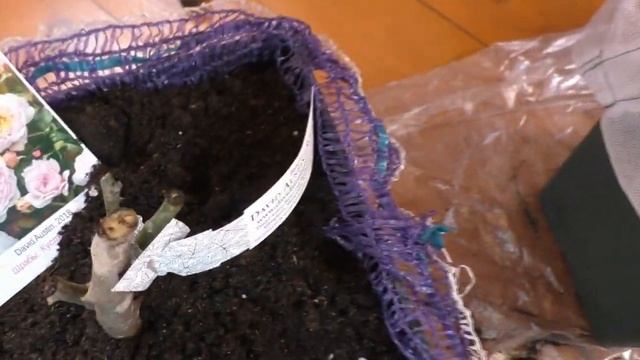 Розы Д.Остина из Подворья. посадка в горшки смотреть онлайн