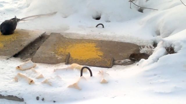 холодно и голодно смотреть онлайн