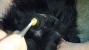 IF #1 Клещ на собаке Как вытащить клеща у собаки How to remove a tick from the dogs 怎麼去去掉勾選 2016031