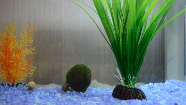 Гурами мраморный и солнечный / наш аквариум / aquarium смотреть онлайн