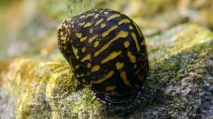 Batik / Tattoo Schnecke / Neritina variegata -  Artenvorstellung