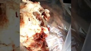 Мясо для собак