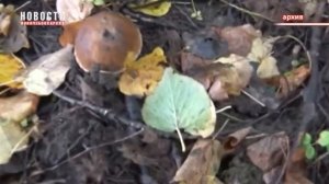 Как избежать отравления грибами