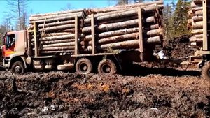 приморский край жестокая вывозка леса на севере