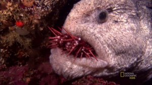 Невероятные животные: Угревидная губатка