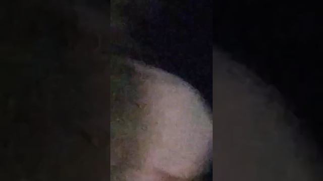 Добрушино • Мы увидили лису в селе добрушино!!! смотреть онлайн