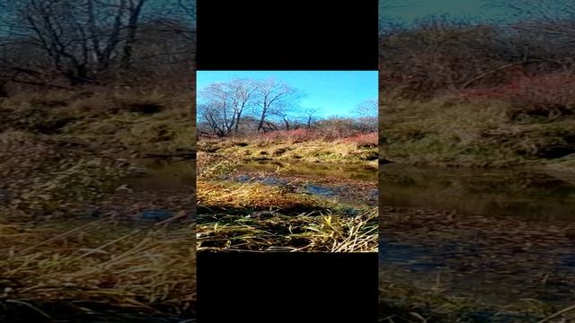 Таежная речка !