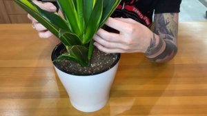 Отделение внутренней детки сансевиерии Diamond Flame