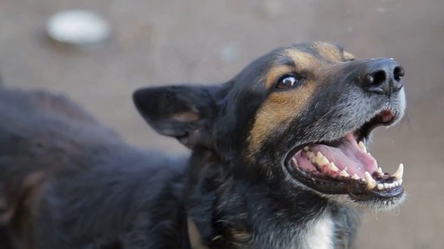 Spooky Ghost Story Freaks Out My Husky! (I can’t believe her reaction!) смотреть онлайн