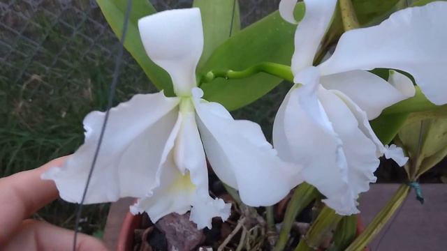 Linda Cattleya Alba!!! смотреть онлайн