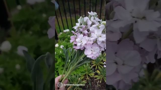 Anyone growing stock? Love this flower! #flowers #flowergarden #flowerfarm #cutflowers