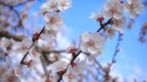 Успокаивающая музыка для нервов 🌿 лечебная музыка для сердца и сосудов, релакс