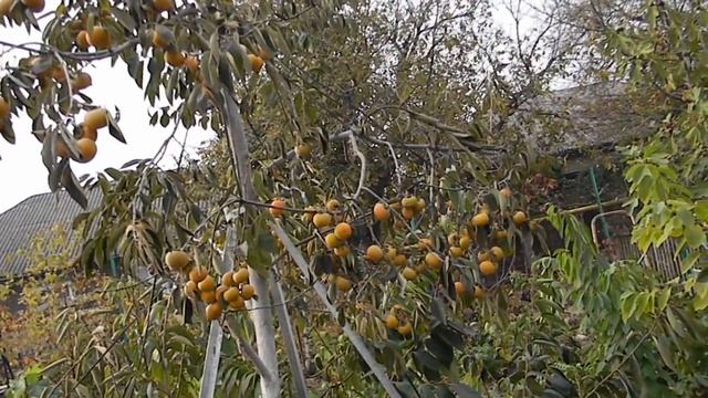 Хурма "Россиянка". Опровергаем мифы. Ломаем стереотипы. смотреть онлайн