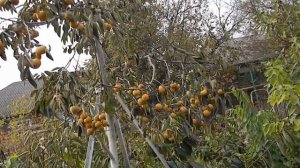 Хурма "Россиянка". Опровергаем мифы. Ломаем стереотипы.