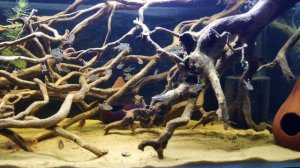 Ivanacara adoketa (Zebra Acara) and Pristella maxillaris