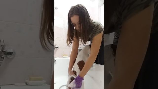 Купание джек рассела терьера? смотреть онлайн