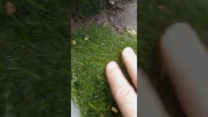 МШАНКА И ОГУРЦЫ ЗЕНА