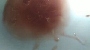 НИКОГДА такого не видела! ГЛИСТЫ в кальмарах! Будете внимательнее