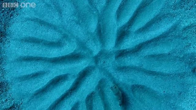 Иглобрюхие рыбы смотреть онлайн