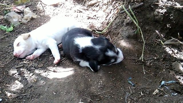 Маленькие щенки спят, во сне они растут смотреть онлайн