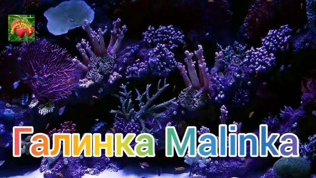 Колесниковы /Позорище /Не знают кто отец ребёнка /Обзор Влогов /Стрим /Семья Колесниковых /