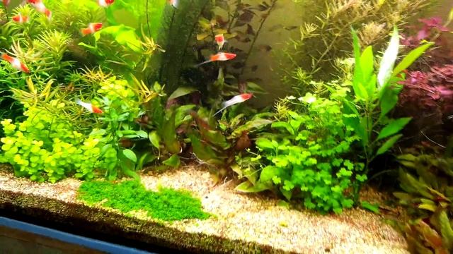 Случай в аквариуме травнике смотреть онлайн