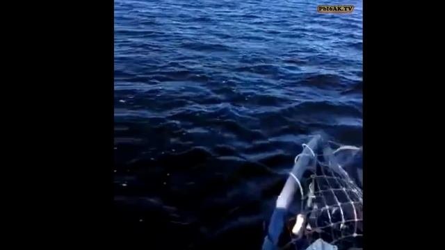 Кириково. Ловля крупного окуня!