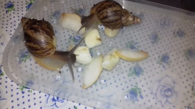 ТОП 9 МИФОВ ОБ УЛИТКАХ АХАТИНАХ САМЫЕ РАСПОСТРАНЕННЫЕ ОШИБКИ УЛИТКОВОДОВ смотреть онлайн