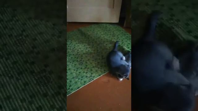 КОТЯТА . КОТОПОРТАЦИЯ СУЩЕСТВУЕТ!!! ЗАБАВНО...