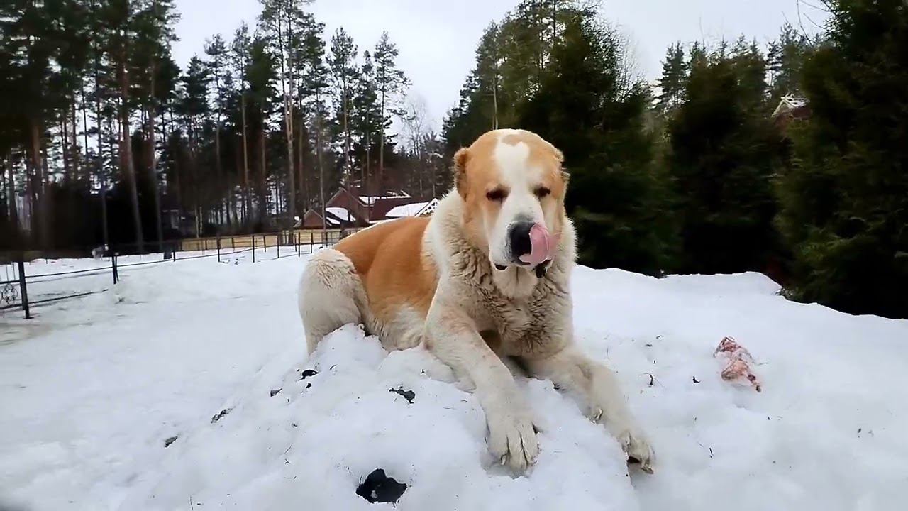 Обед в питомнике алабаев смотреть онлайн