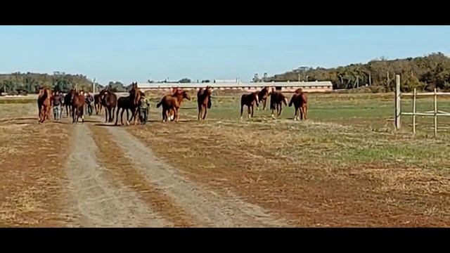 НАШИ БУДНИ | Завод имени Первой конной армии | Будённовская порода лошадей смотреть онлайн