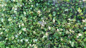 Мюленбекия спутанная (дат. Pletter i luften, лат. Muehlenbeckia complexa)