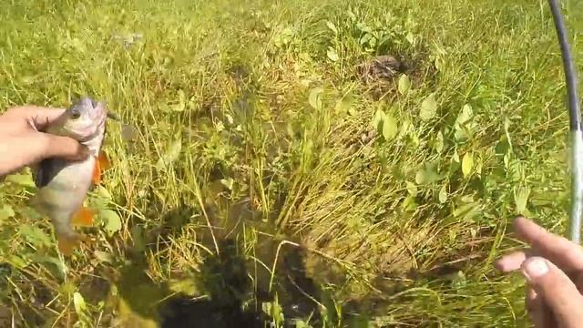 Ловля окуня на спиннинг с берега в заброд, видео rybachil.ru смотреть онлайн