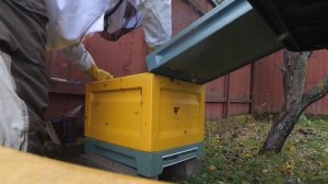 Октябрь, даю пчелам сироп / Пасека на даче
