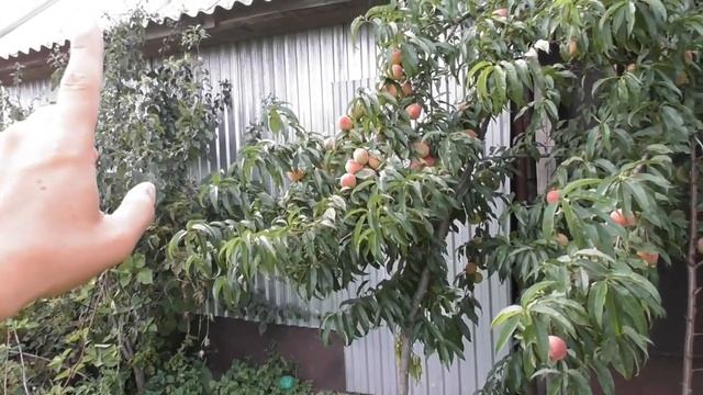 Урожай 5-летнего персика смотреть онлайн